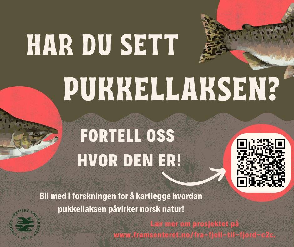 annonse pukkellaks